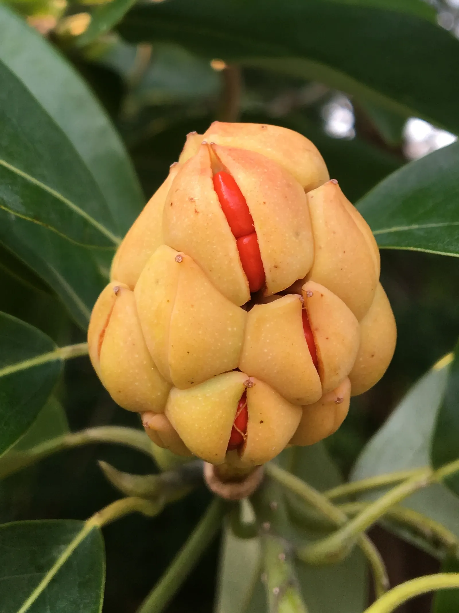 Sweetbay Magnolia (Magnolia Virginiana) — it thrives in full sun to partial shade and prefers moist; well-drained soils and full sun to partial, image 75