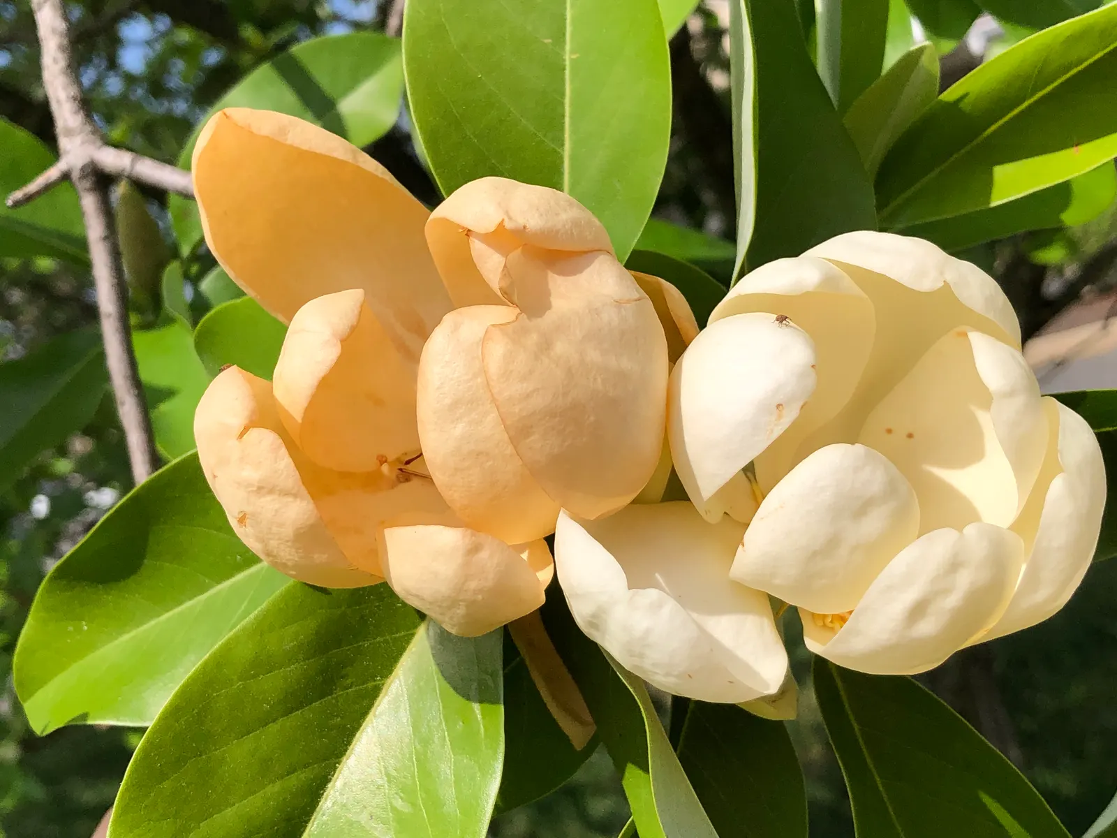 Sweetbay Magnolia (Magnolia Virginiana) — can reach heights of 10 to 35 feet with a spread of 10 to 30 feet; it tolerates wet conditions, image 82