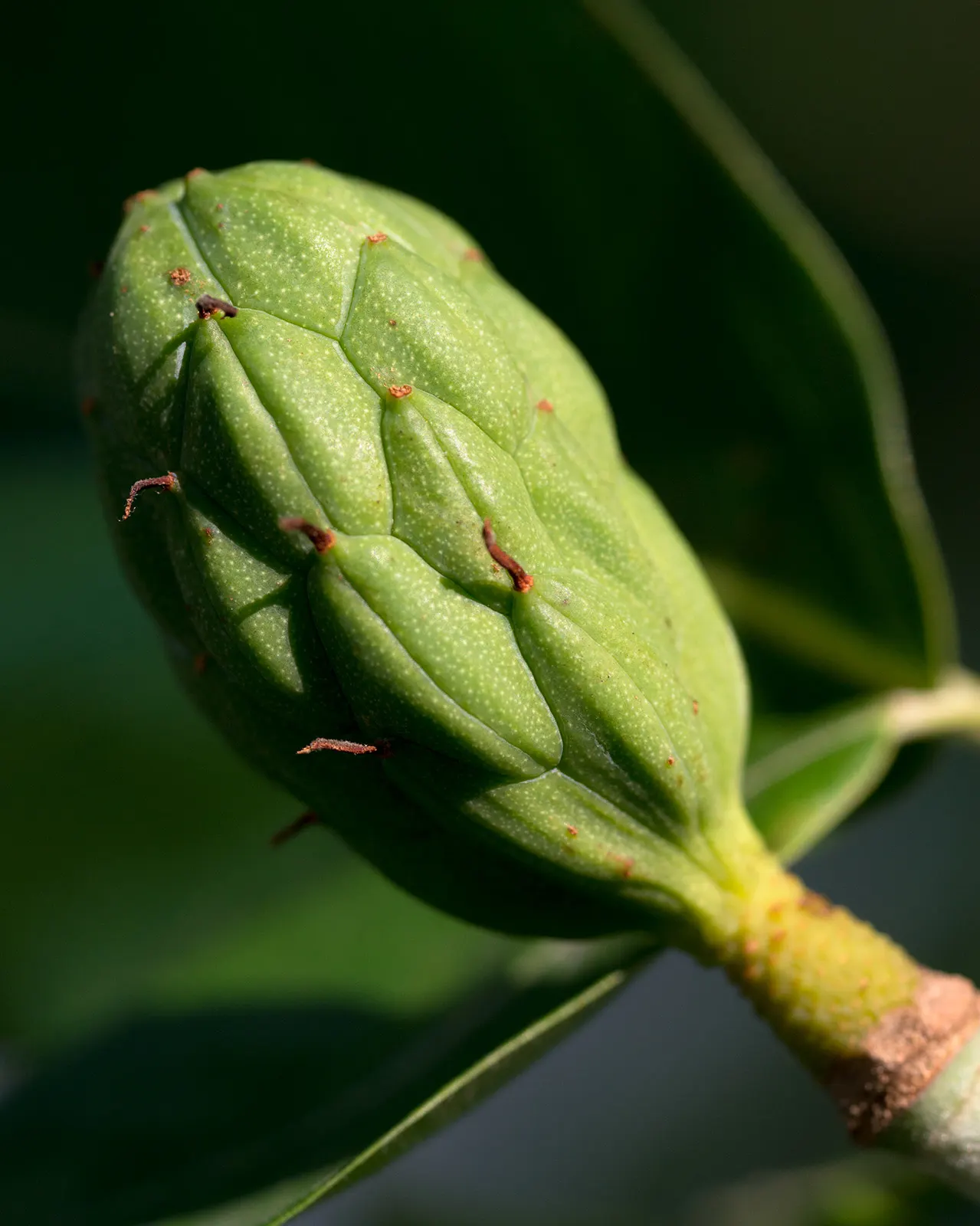 Sweetbay Magnolia (Magnolia Virginiana) — This deciduous to semi-evergreen tree; lemony scent from late spring to early summer, image 81