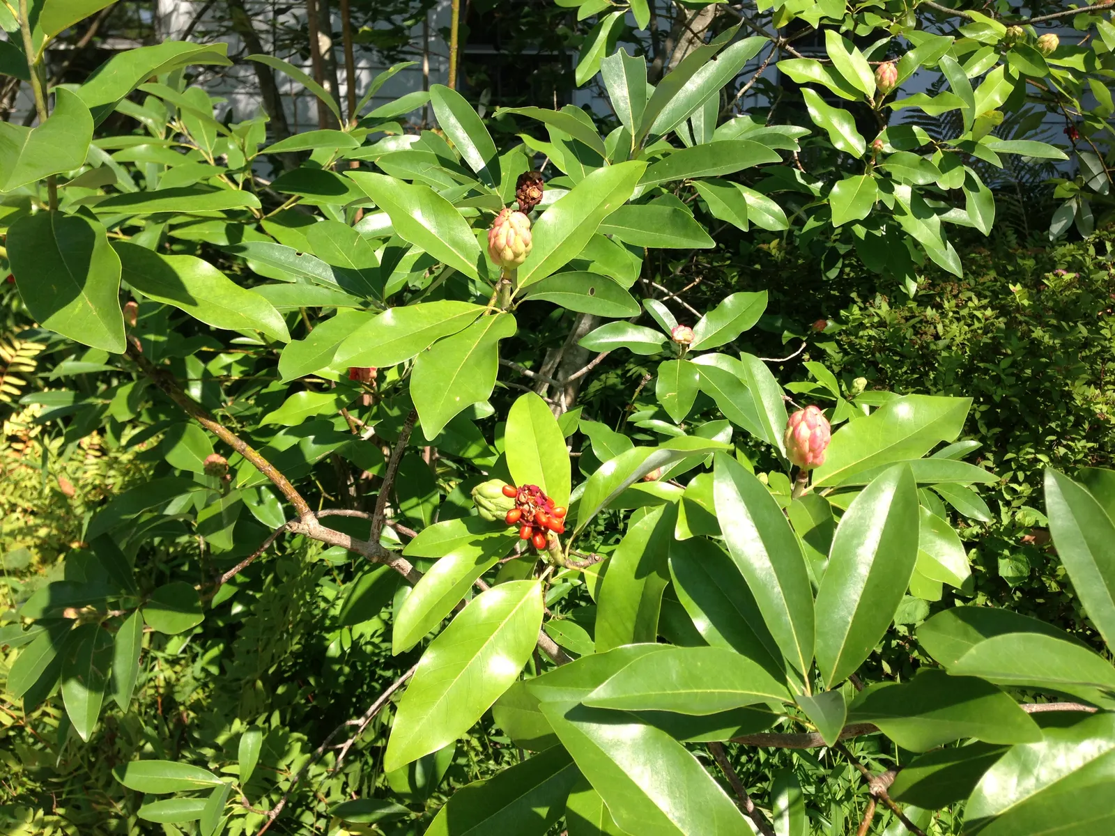 Sweetbay Magnolia (Magnolia Virginiana) — Its glossy green leaves with silvery undersides provide a striking visual, while red fruit attracts, image 76
