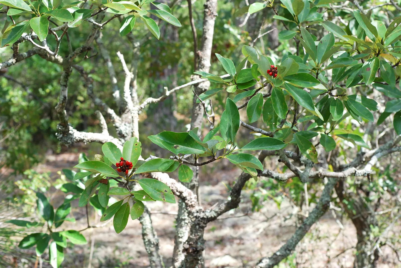 Sweetbay Magnolia (Magnolia Virginiana) — the Sweetbay Magnolia prefers acidic