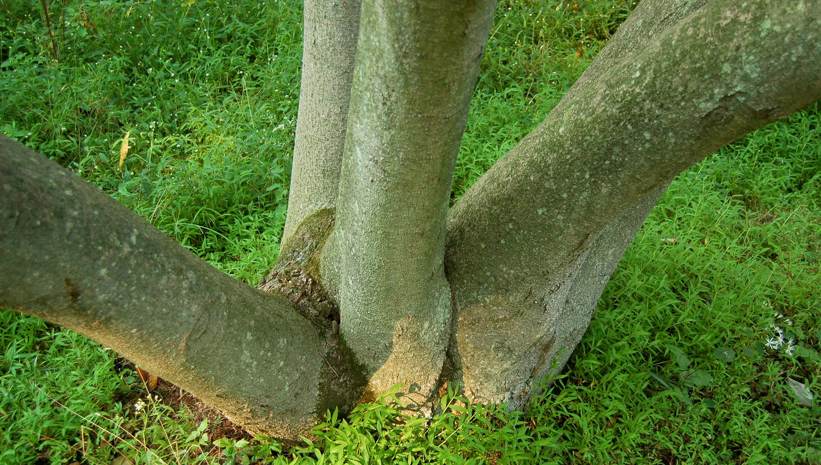 Sweetbay Magnolia (Magnolia Virginiana) — ensuring a resilient presence in the designed space; tree for full or half