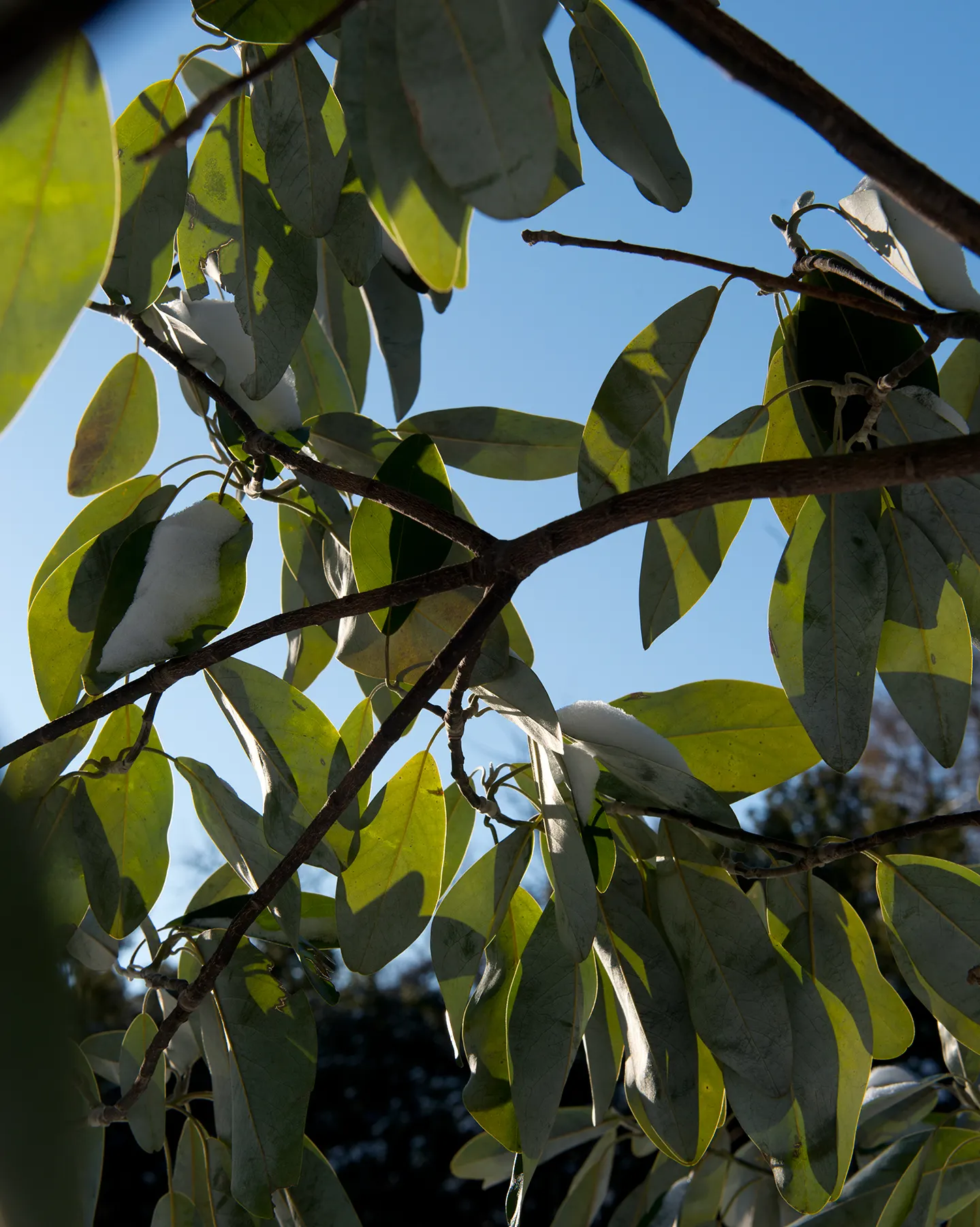 Sweetbay Magnolia (Magnolia Virginiana) — the Sweetbay Magnolia prefers acidic; this low-maintenance species is resistant to pests and diseases, image 89