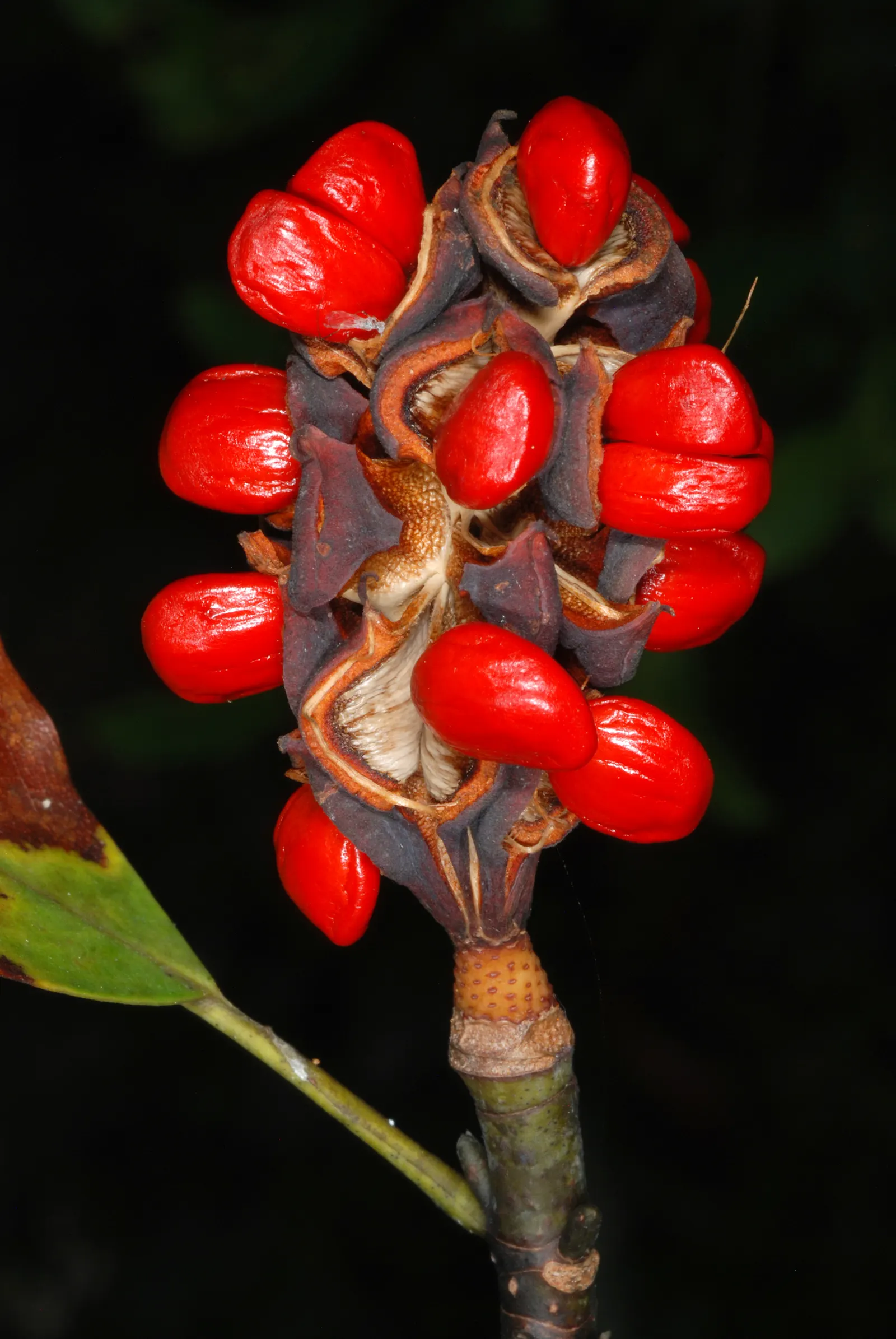 Sweetbay Magnolia (Magnolia Virginiana) — showcasing a moderate growth rate