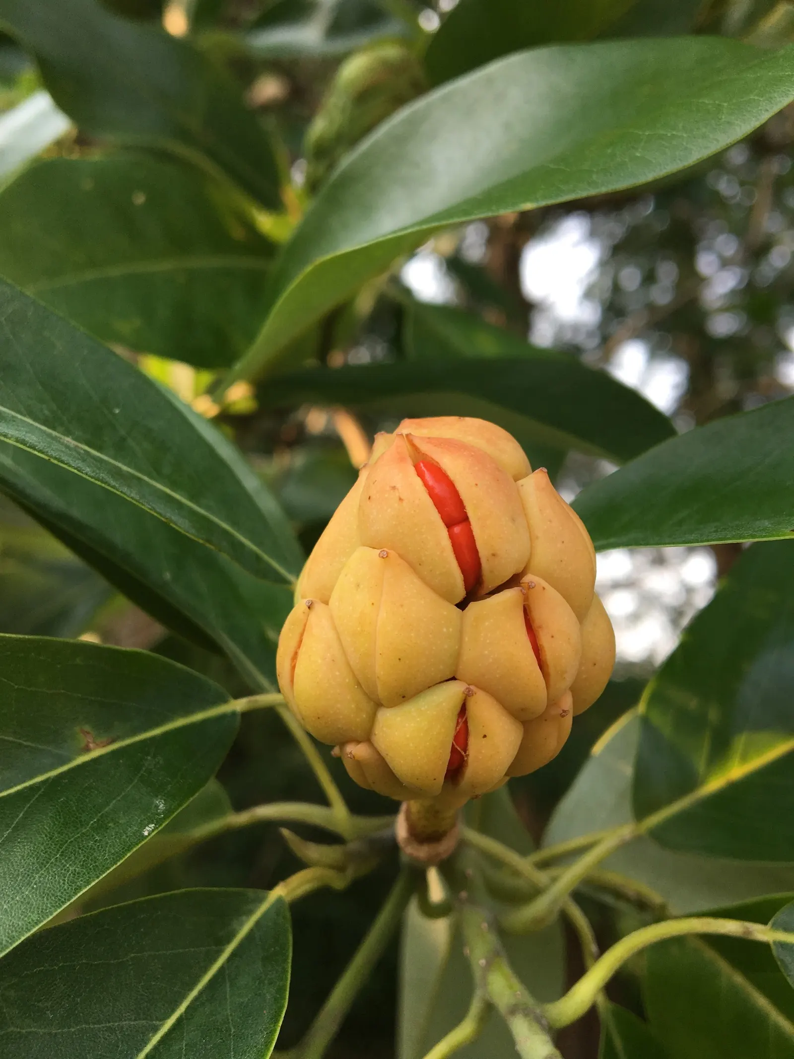 Sweetbay Magnolia (Magnolia Virginiana) — is a versatile addition to any garden or landscape design