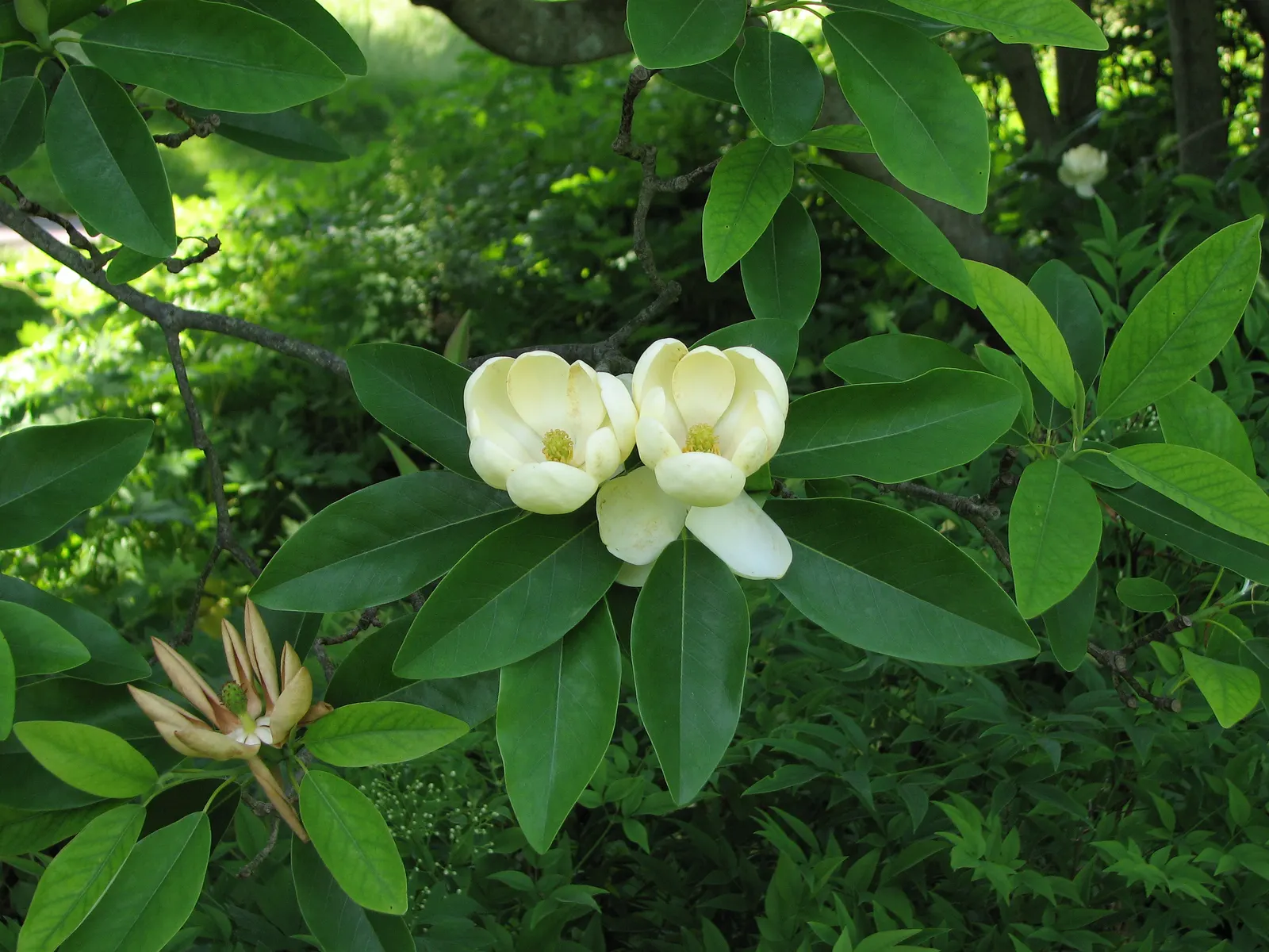 Sweetbay Magnolia (Magnolia Virginiana) — airy texture to the landscape.<br><br>Suitable for USDA zones 5 through 10