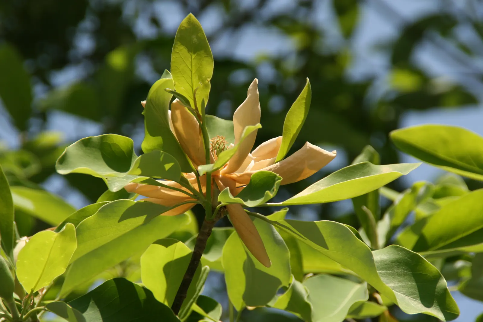 Sweetbay Magnolia (Magnolia Virginiana) — Hardy in Zones 5-10, it‚Äôs an exquisite choice for mixed borders or focal points