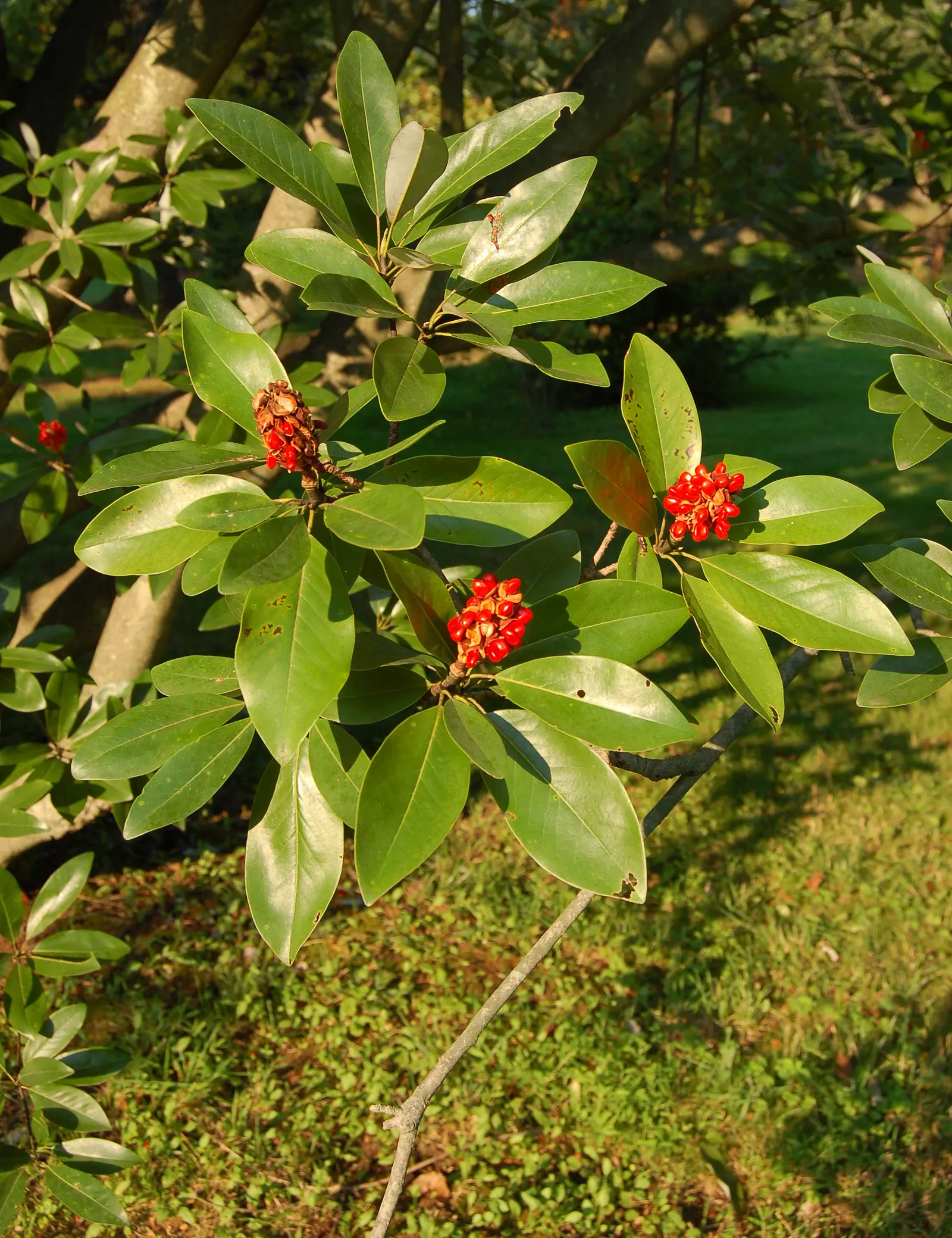 Sweetbay Magnolia (Magnolia Virginiana) — is a versatile addition to any garden or landscape design; hardy in Zones 5-10, it‚Äôs an exquisite, image 56