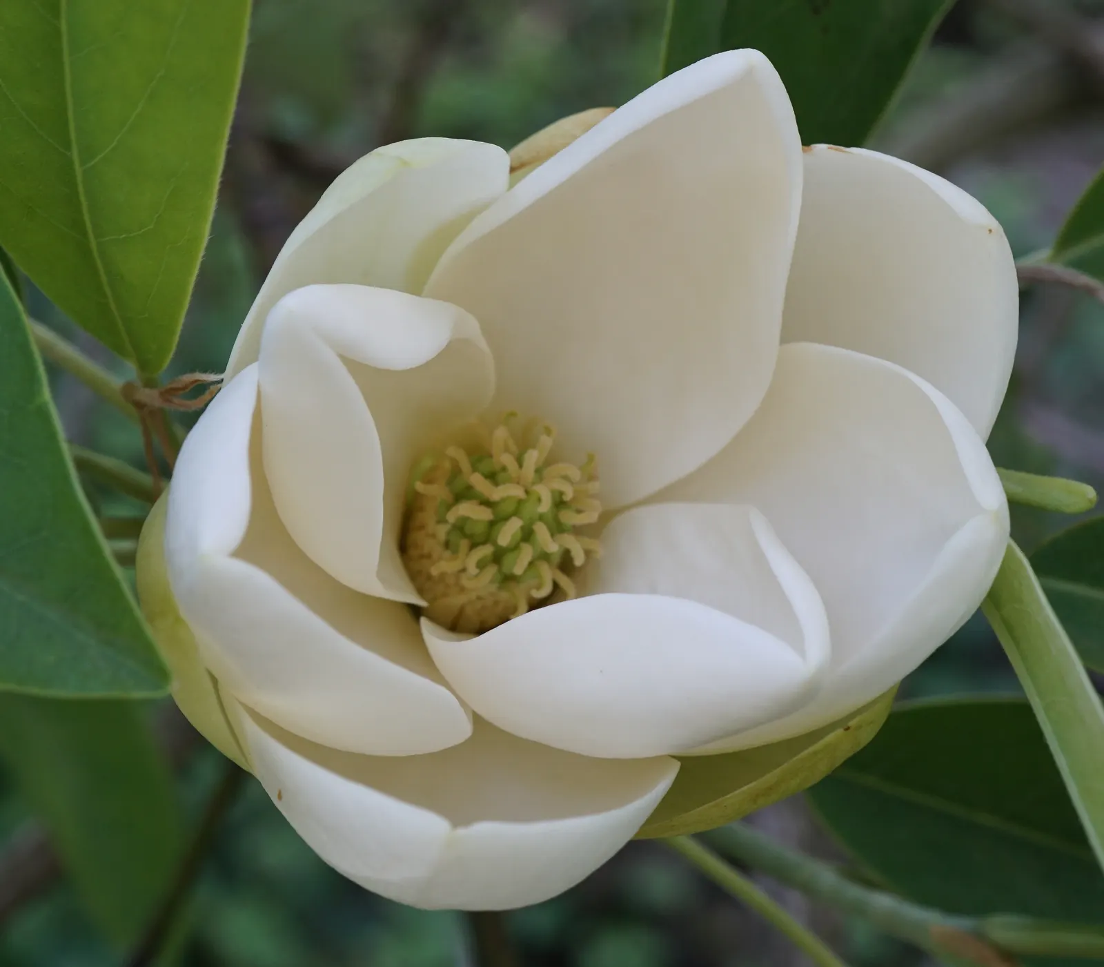 Sweetbay Magnolia (Magnolia Virginiana) — The leaves themselves are slender; the Sweetbay Magnolia (Magnolia virginiana)