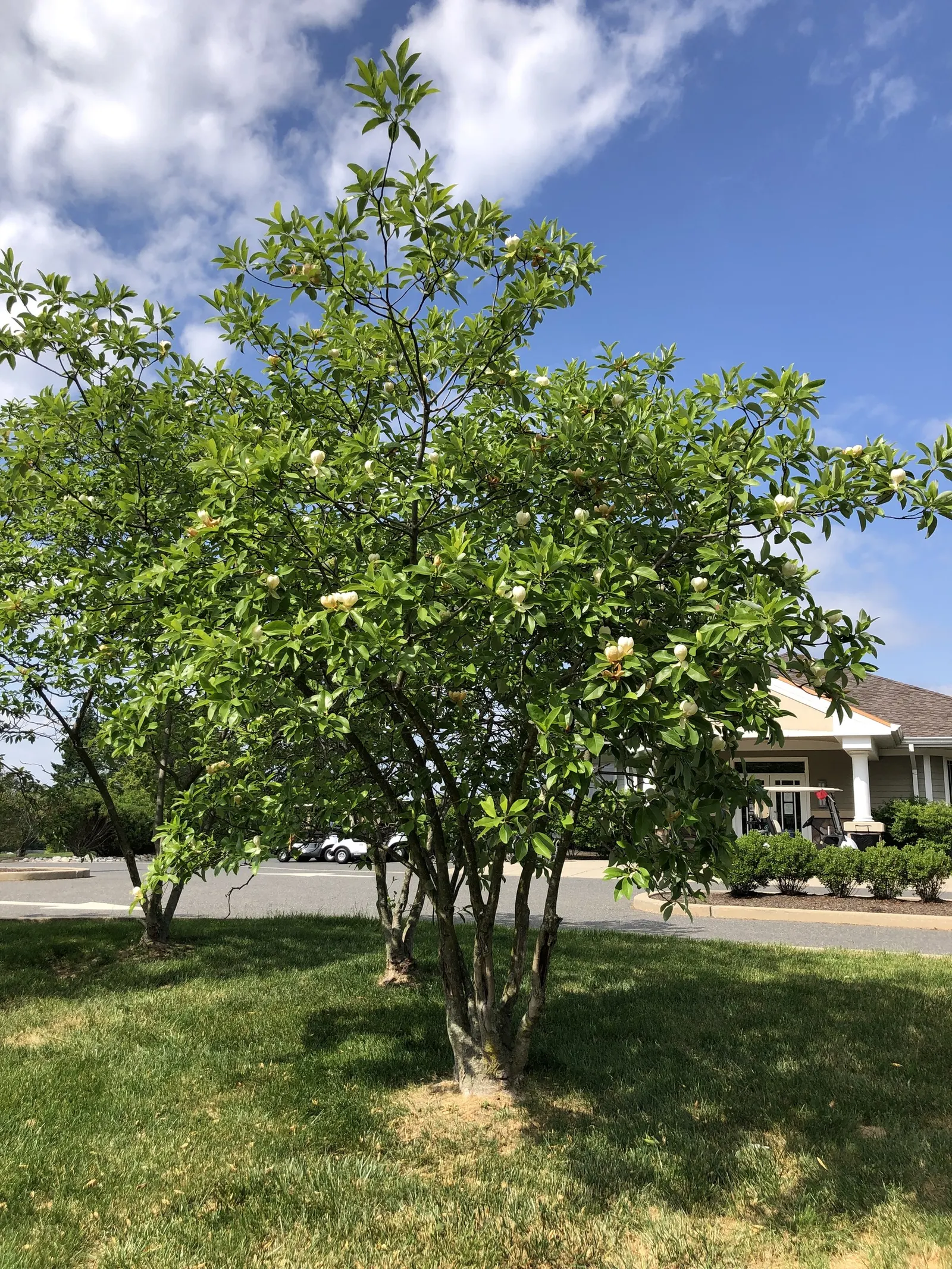 Sweetbay Magnolia (Magnolia Virginiana) — It tolerates wet conditions; can reach heights of 10 to 35 feet with a spread of 10 to 30 feet, image 91