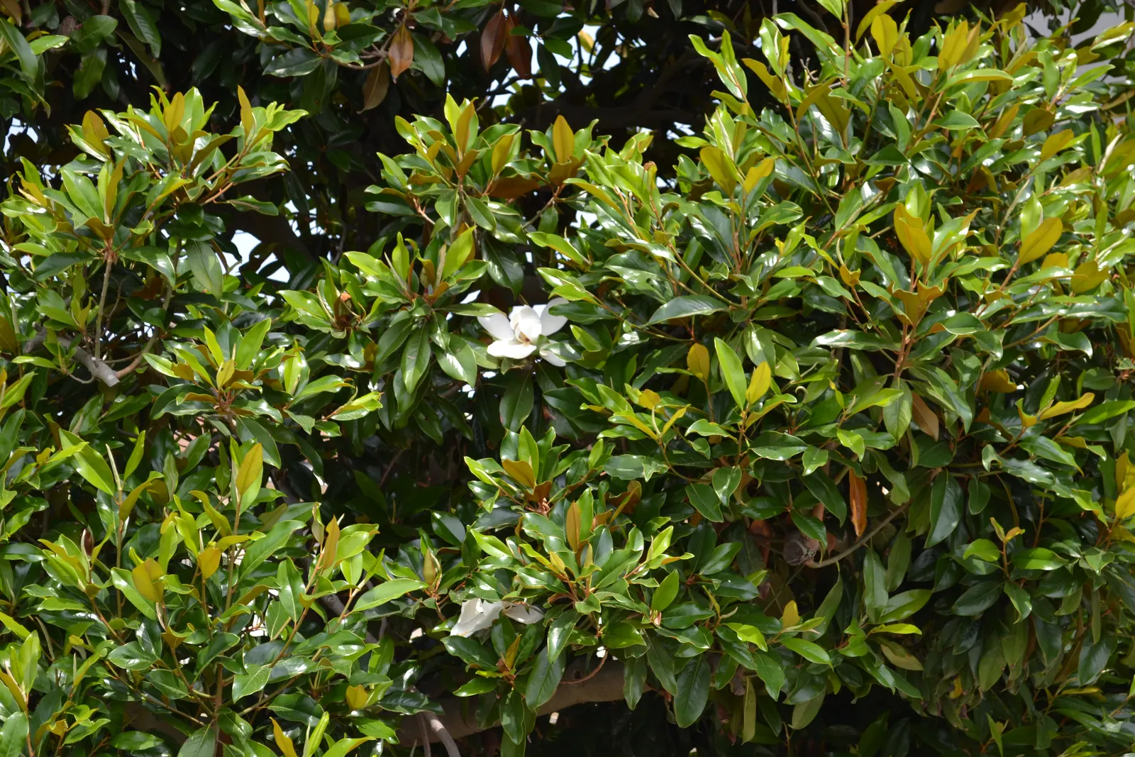 Sweetbay Magnolia (Magnolia Virginiana) — The Sweetbay Magnolia (Magnolia virginiana); the leaves themselves are slender, image 54