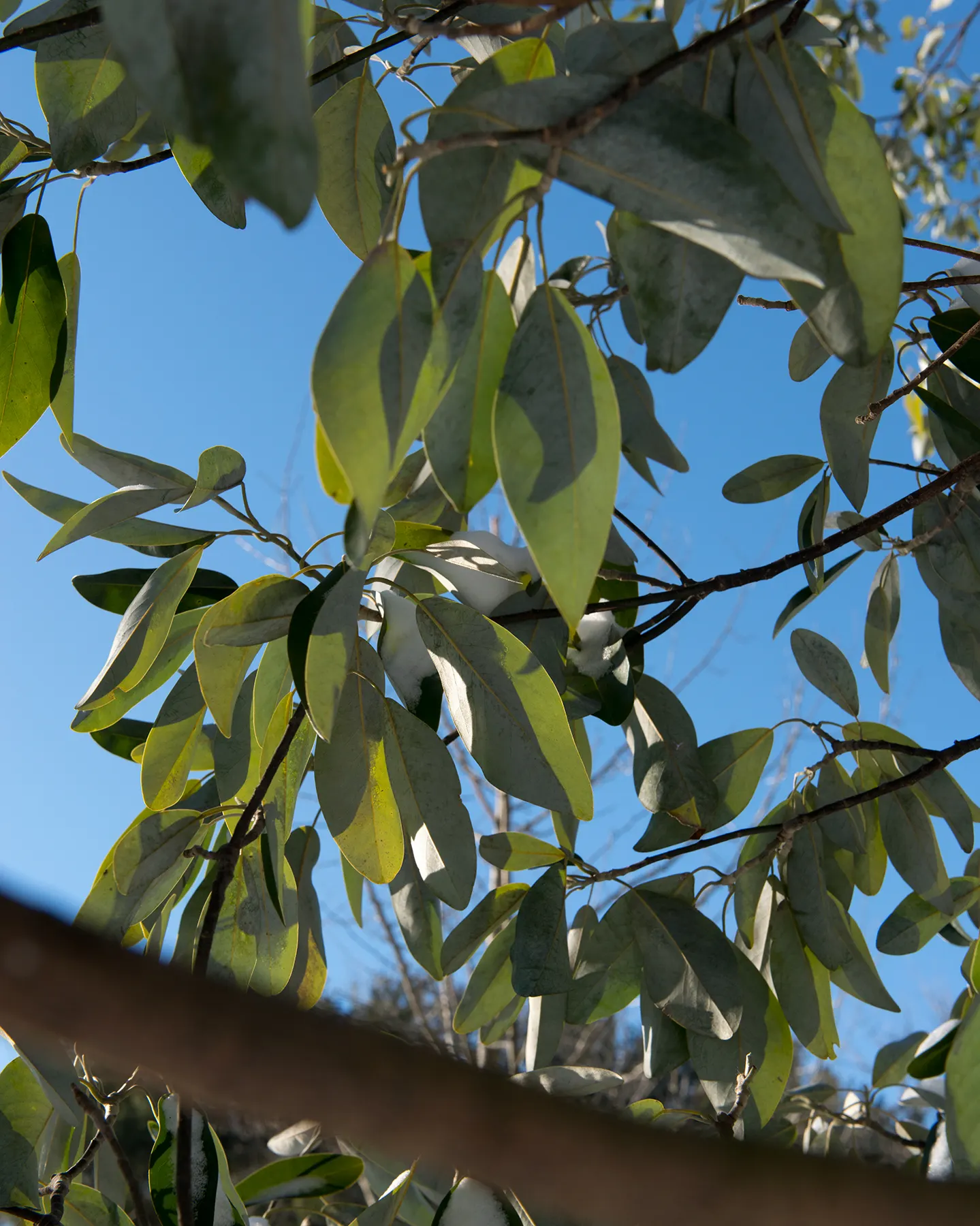 Sweetbay Magnolia (Magnolia Virginiana) — this low-maintenance species is resistant to pests and diseases; the Sweetbay Magnolia prefers acidic, image 68