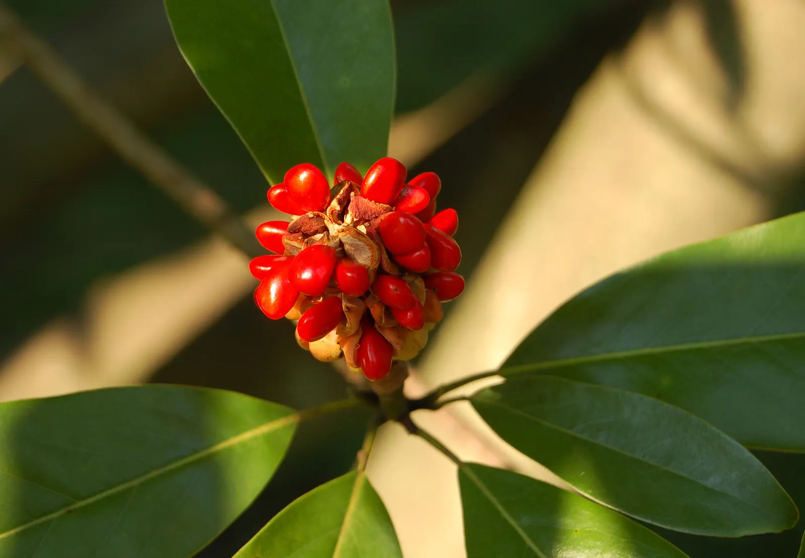 Sweetbay Magnolia (Magnolia Virginiana) — which turn to a pale yellow in autumn