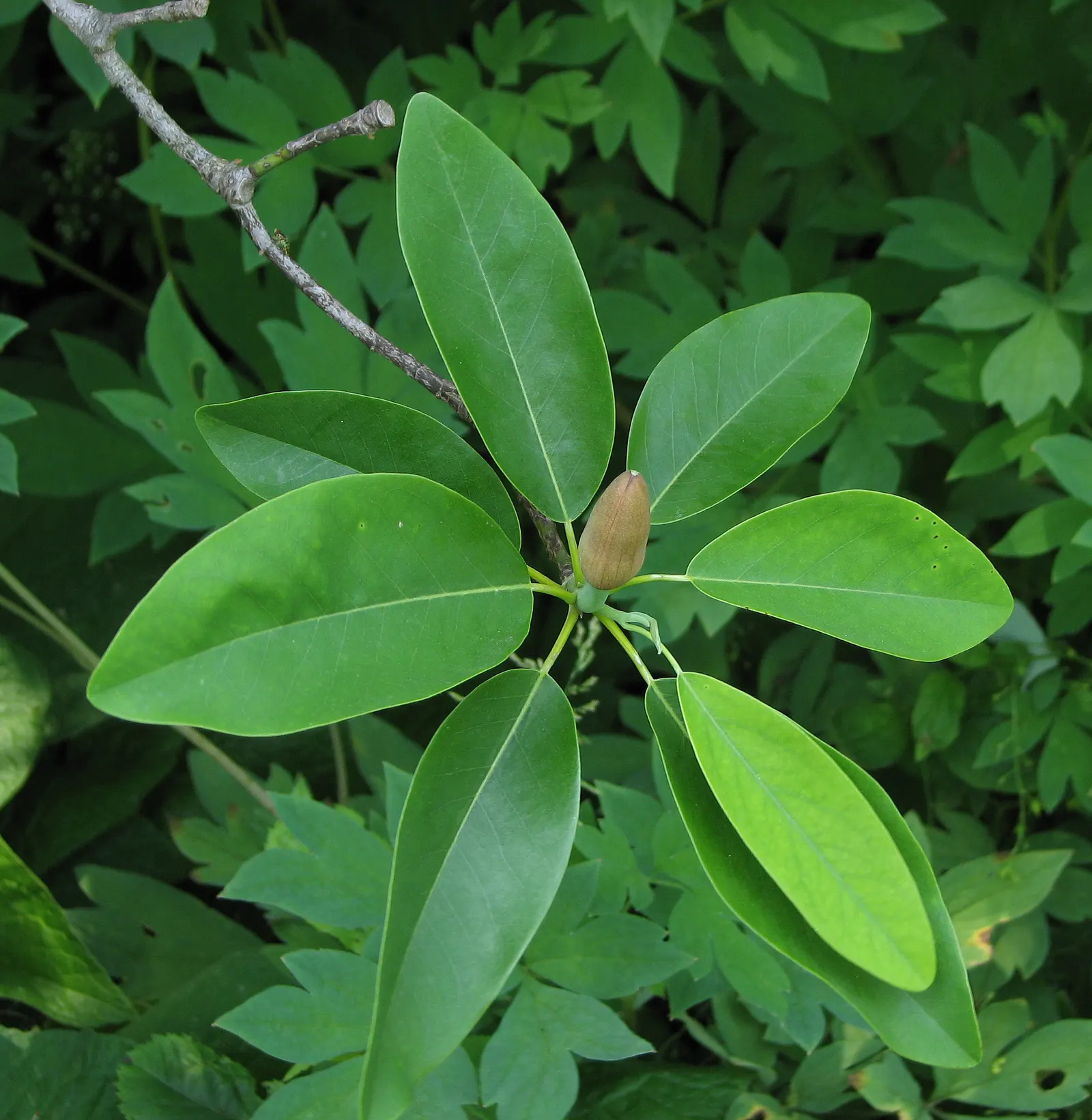 Sweetbay Magnolia (Magnolia Virginiana) — tree with white blooms; which turn to a pale yellow in autumn, image 71
