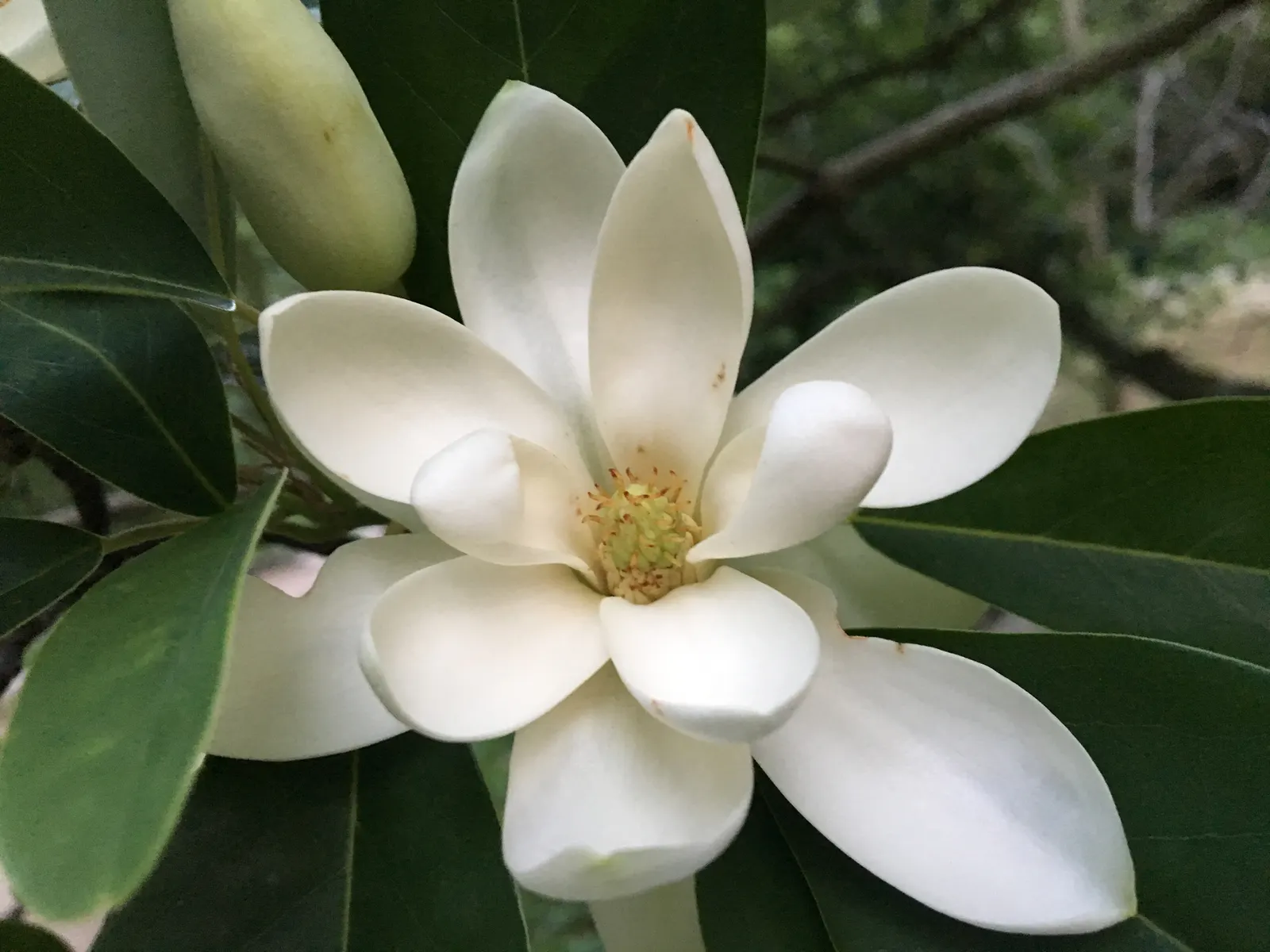 Sweetbay Magnolia (Magnolia Virginiana) — is a versatile addition to any garden or landscape design; hardy in Zones 5-10, it‚Äôs an exquisite choice for mixed