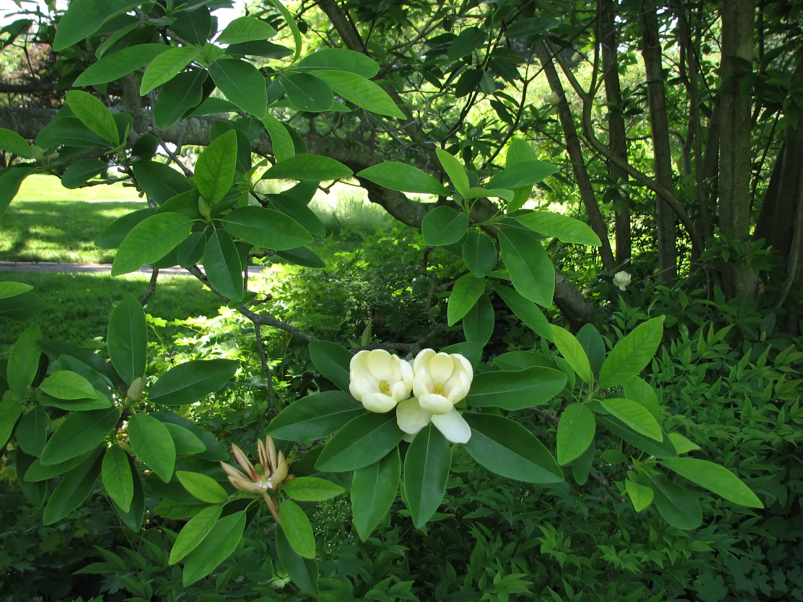 Sweetbay Magnolia (Magnolia Virginiana) — tree with white blooms