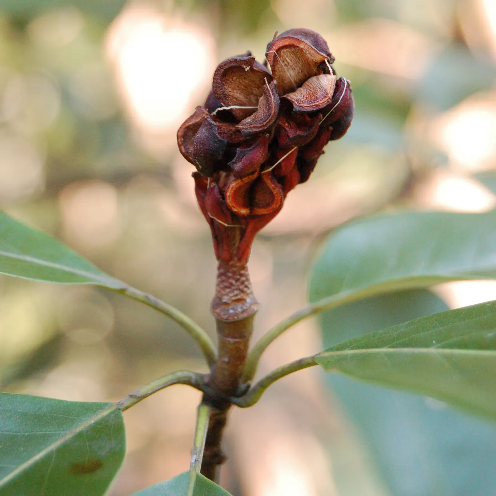 Sweetbay Magnolia (Magnolia Virginiana) — It tolerates wet conditions