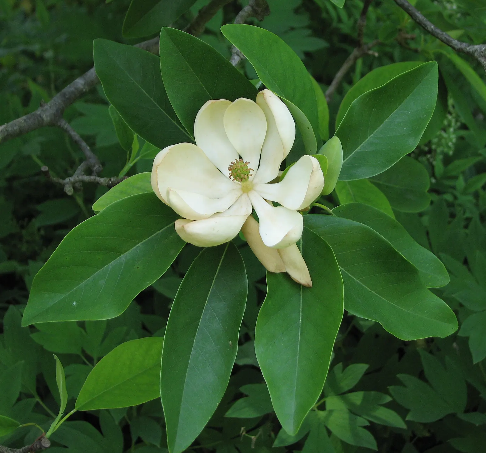 Sweetbay Magnolia (Magnolia Virginiana) — The leaves themselves are slender; the Sweetbay Magnolia (Magnolia virginiana), image 87