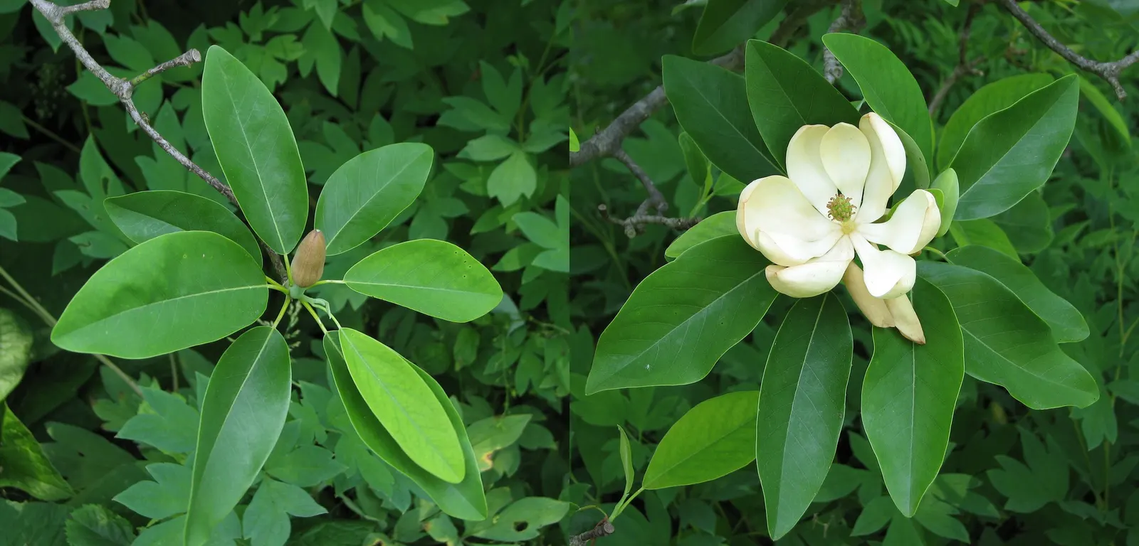 Sweetbay Magnolia (Magnolia Virginiana) — showcasing a moderate growth rate; creamy-white flowers blooming in late spring to summer, image 83