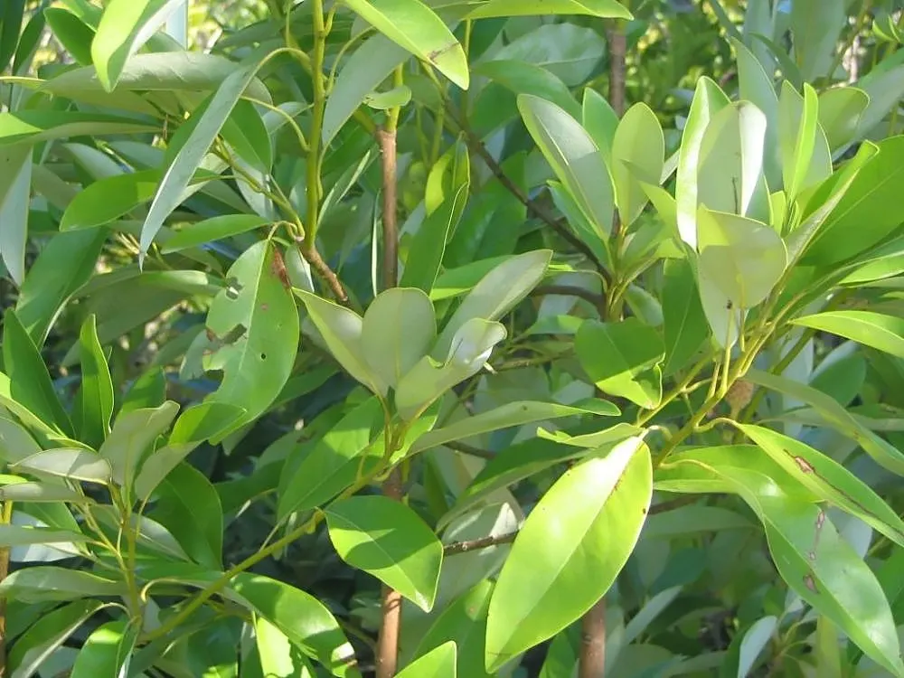 Sweetbay Magnolia (Magnolia Virginiana) — which turn to a pale yellow in autumn; tree with white blooms, image 62