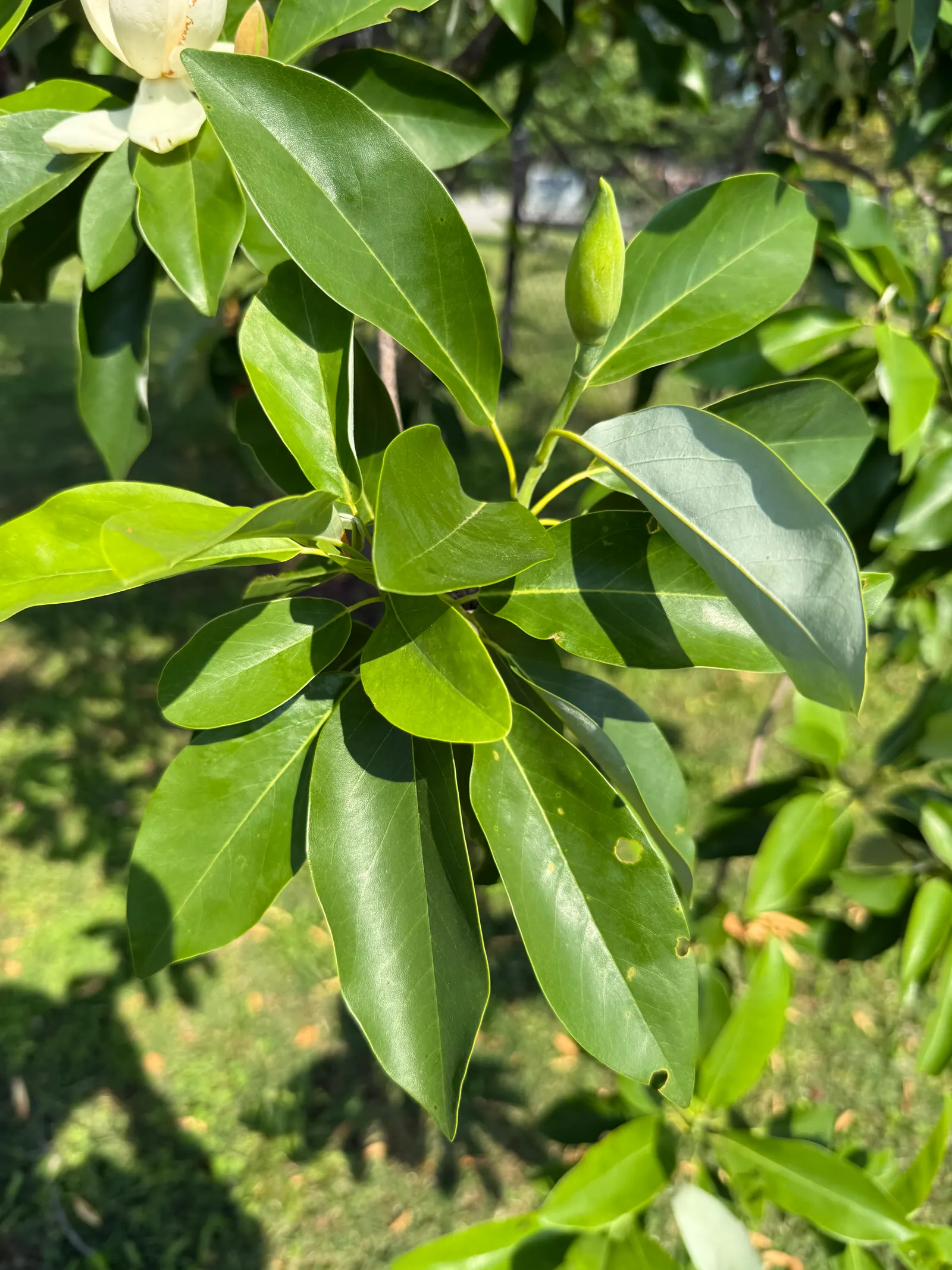 Sweetbay Magnolia (Magnolia Virginiana) — it thrives in full sun to partial shade and prefers moist