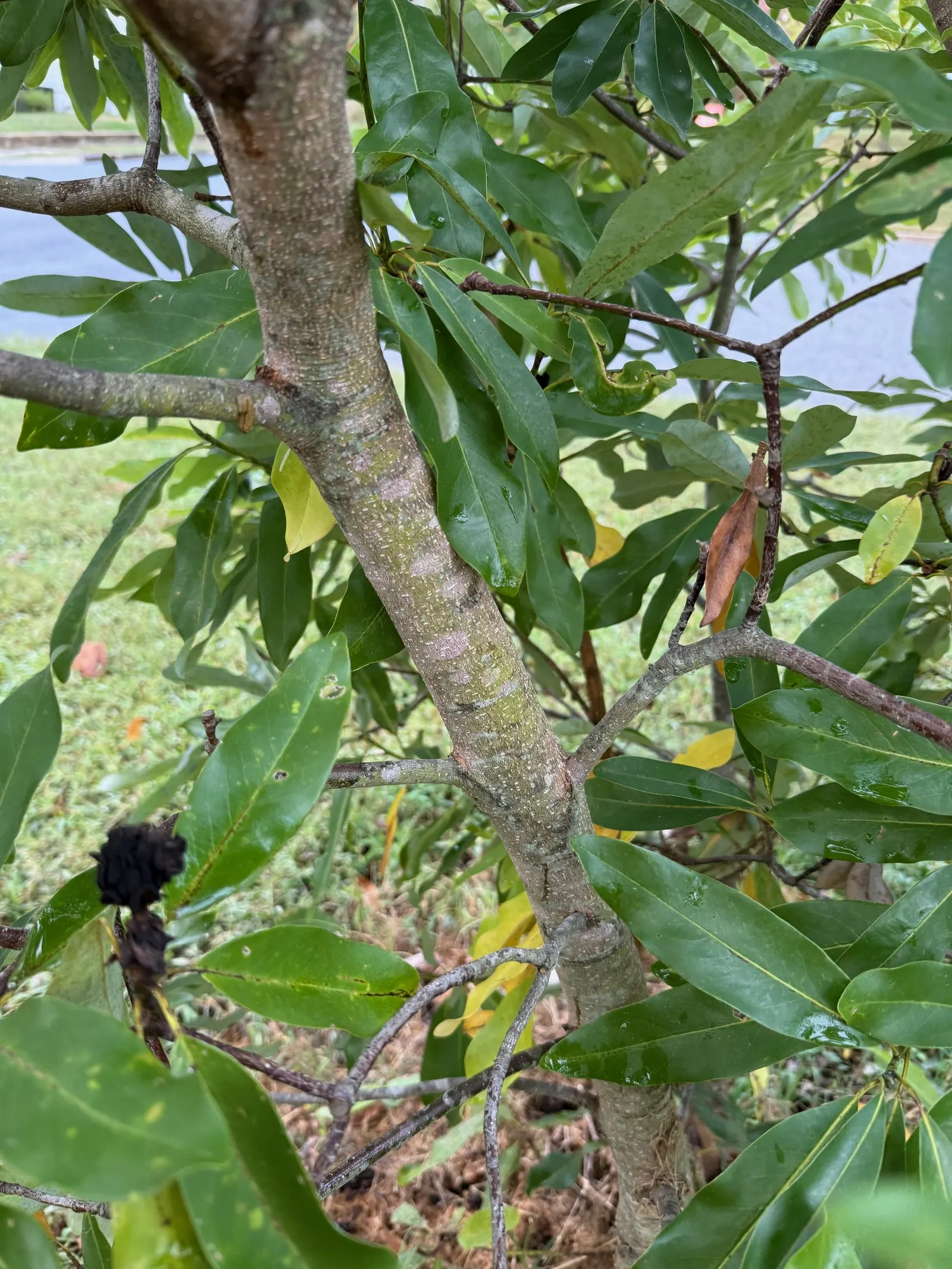 Sweetbay Magnolia (Magnolia Virginiana) — this low-maintenance species is resistant to pests and diseases