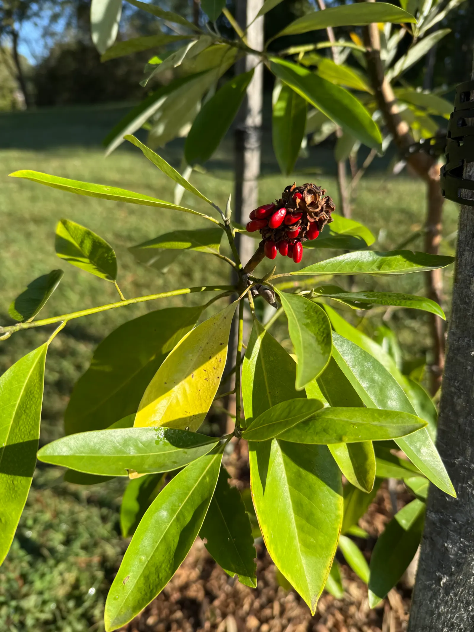 Sweetbay Magnolia (Magnolia Virginiana) — Sweetbay Magnolia (Magnolia virginiana) is an elegant, small deciduous tree, reaching 10-20 feet in, image 73