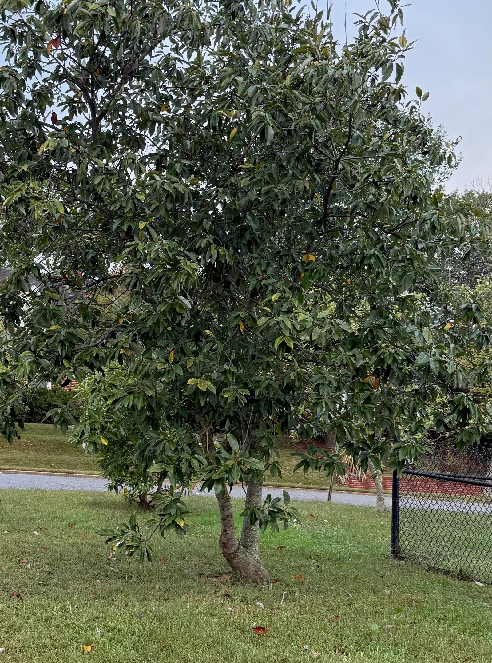 Sweetbay Magnolia (Magnolia Virginiana) — This deciduous to semi-evergreen tree; lemony scent from late spring to early summer