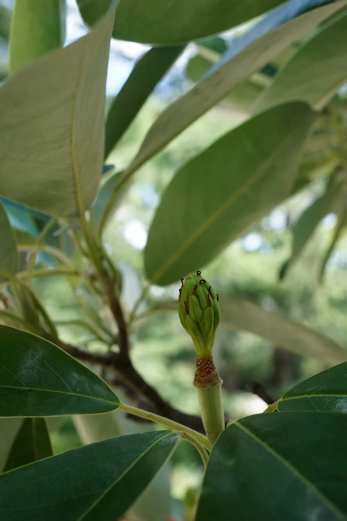 Sweetbay Magnolia (Magnolia Virginiana) — it thrives in full sun to partial shade and prefers moist; well-drained soils and full sun to partial, image 99