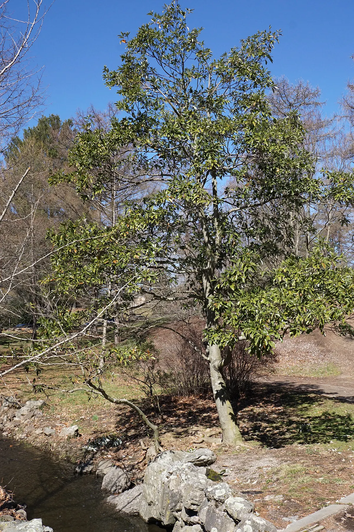 Sweetbay Magnolia (Magnolia Virginiana) — Each bloom spreads 2 to 3 inches across and adds a delicate allure to the foliage's backdrop of glossy