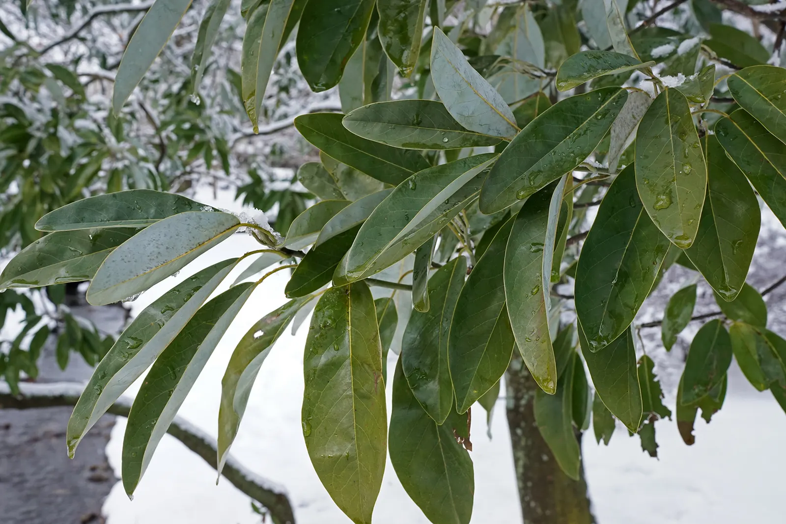 Sweetbay Magnolia (Magnolia Virginiana) — it thrives in full sun to partial shade and prefers moist; well-drained soils and full sun to partial, image 51