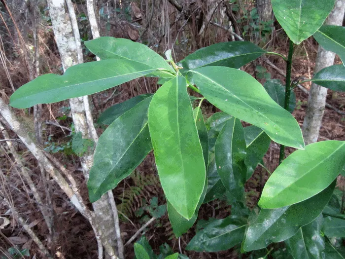 Sweetbay Magnolia (Magnolia Virginiana) — lemony scent from late spring to early summer