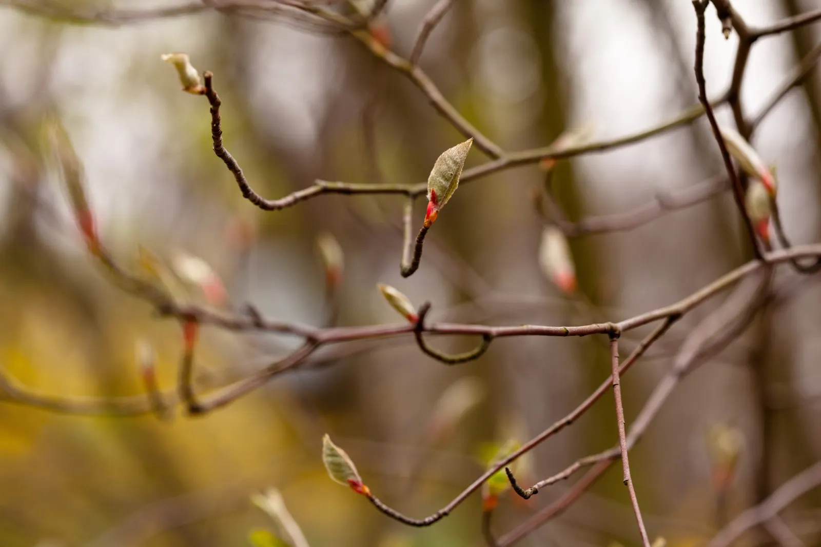 Sweetbay Magnolia (Magnolia Virginiana) — commonly known for its striking