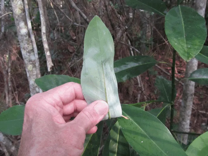 Sweetbay Magnolia (Magnolia Virginiana) — ensuring a resilient presence in the designed space