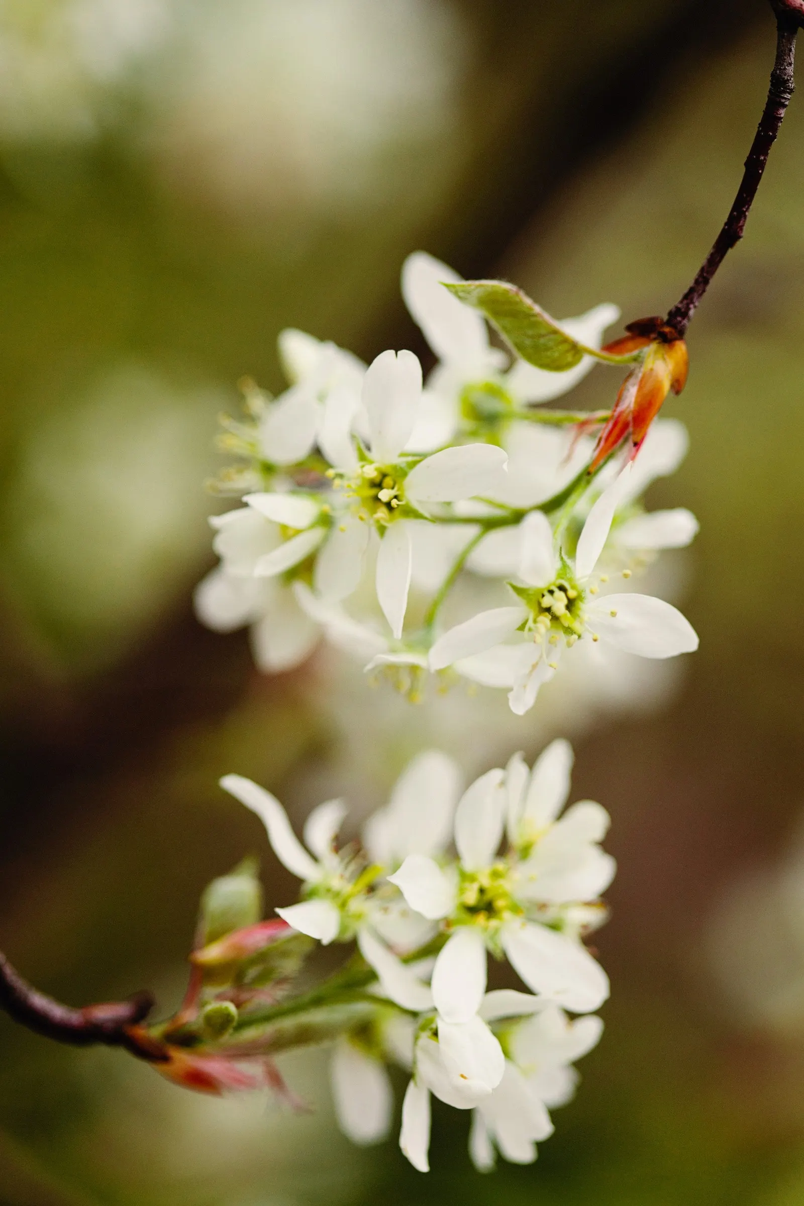 Sweetbay Magnolia (Magnolia Virginiana) — Its glossy green leaves with silvery undersides provide a striking visual, while red fruit attracts birds; sweetbay