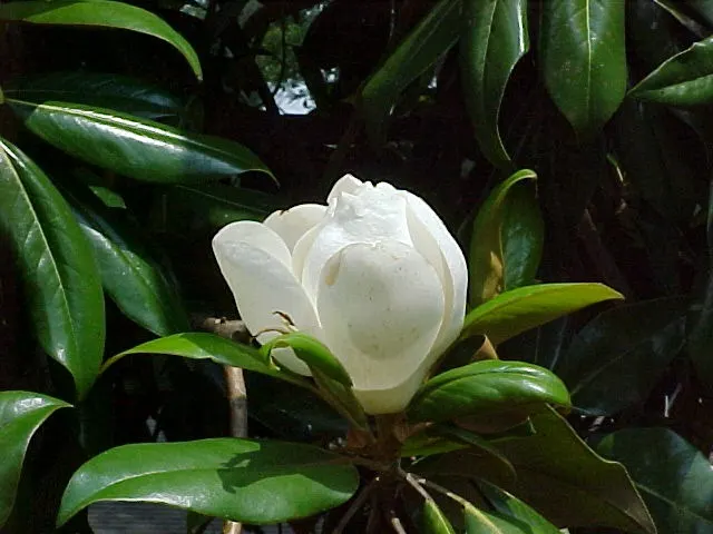 Sweetbay Magnolia (Magnolia Virginiana) — well-drained soils and full sun to partial shade exposure; it thrives in full sun to partial shade and prefers moist
