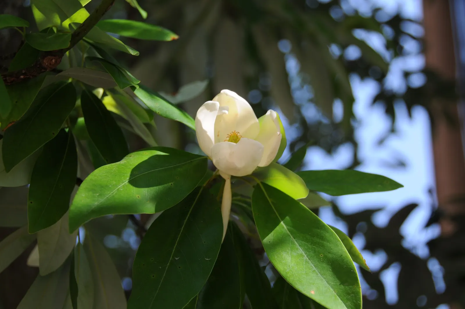 Sweetbay Magnolia (Magnolia Virginiana) — well-drained soils and full sun to partial shade exposure