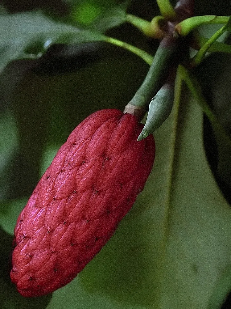 Sweetbay Magnolia (Magnolia Virginiana) — tree for full or half; ensuring a resilient presence in the designed space, image 72