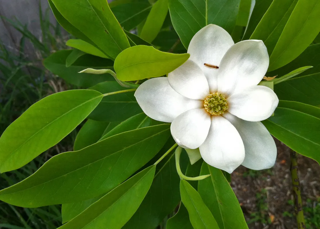 Sweetbay Magnolia (Magnolia Virginiana) — tree for full or half