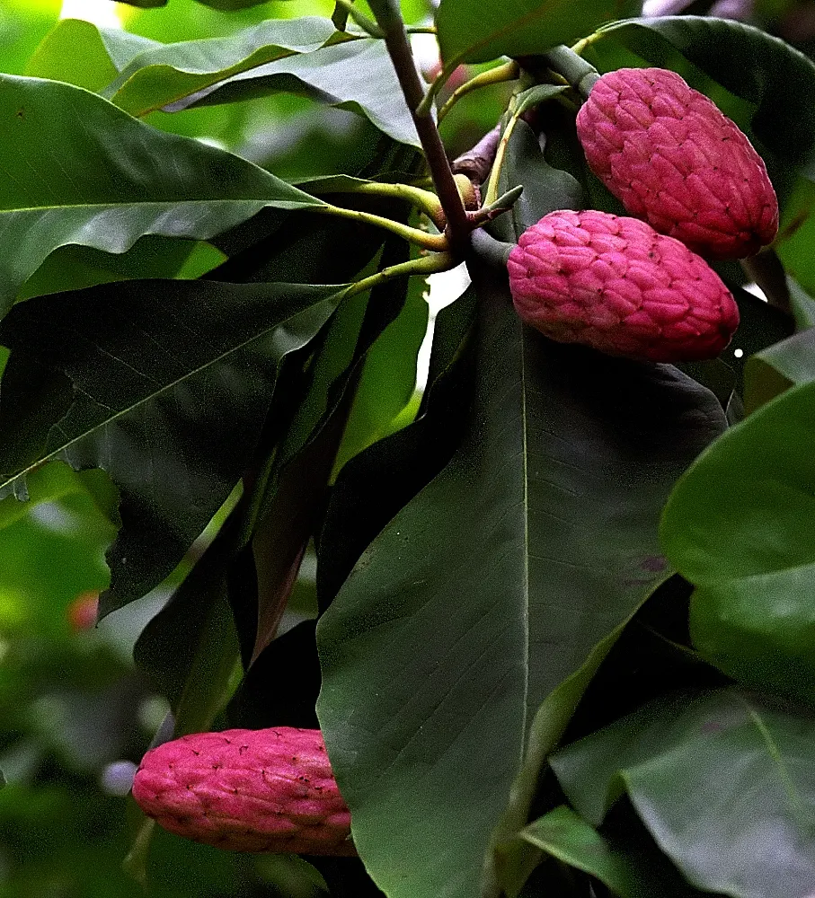 Sweetbay Magnolia (Magnolia Virginiana) — white flowers in the garden; commonly known for its striking