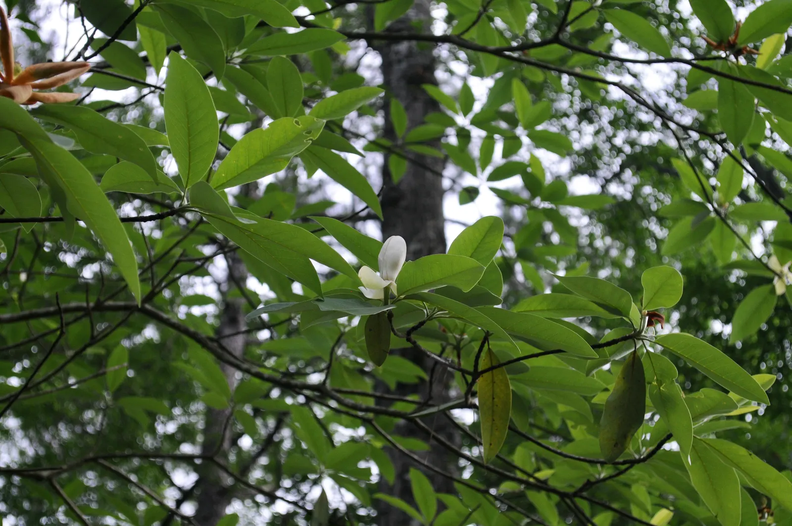 Sweetbay Magnolia (Magnolia Virginiana) — tree with white blooms; which turn to a pale yellow in autumn