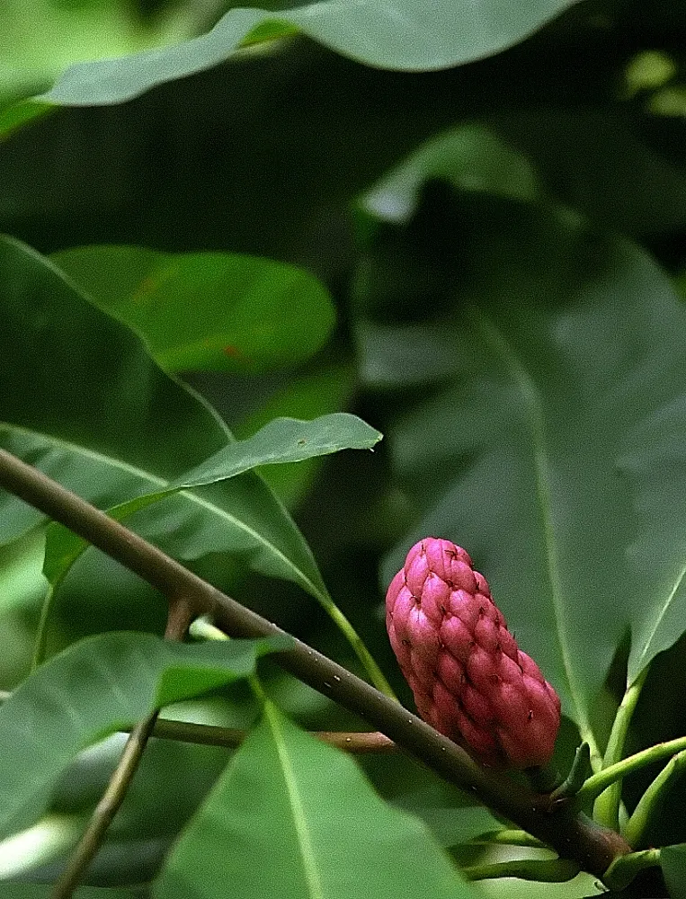 Sweetbay Magnolia (Magnolia Virginiana) — the Sweetbay Magnolia prefers acidic; this low-maintenance species is resistant to pests and diseases, image 65