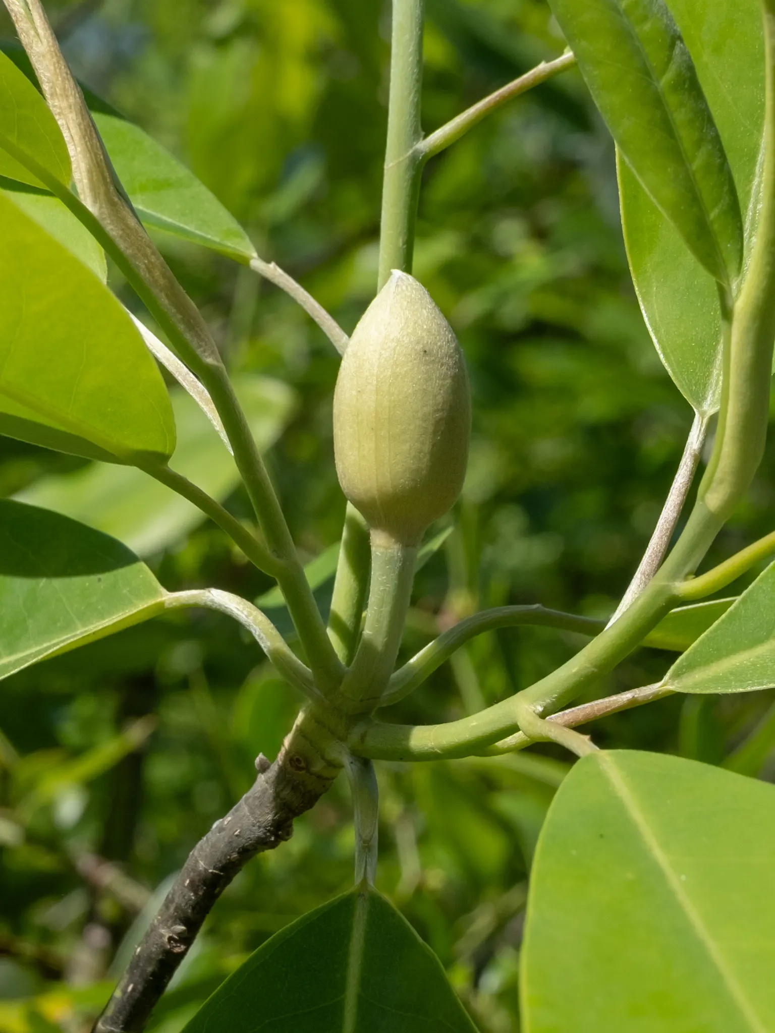 Sweetbay Magnolia (Magnolia Virginiana) — Hardy in Zones 5-10, it‚Äôs an exquisite choice for mixed borders or focal points; is a versatile addition to any