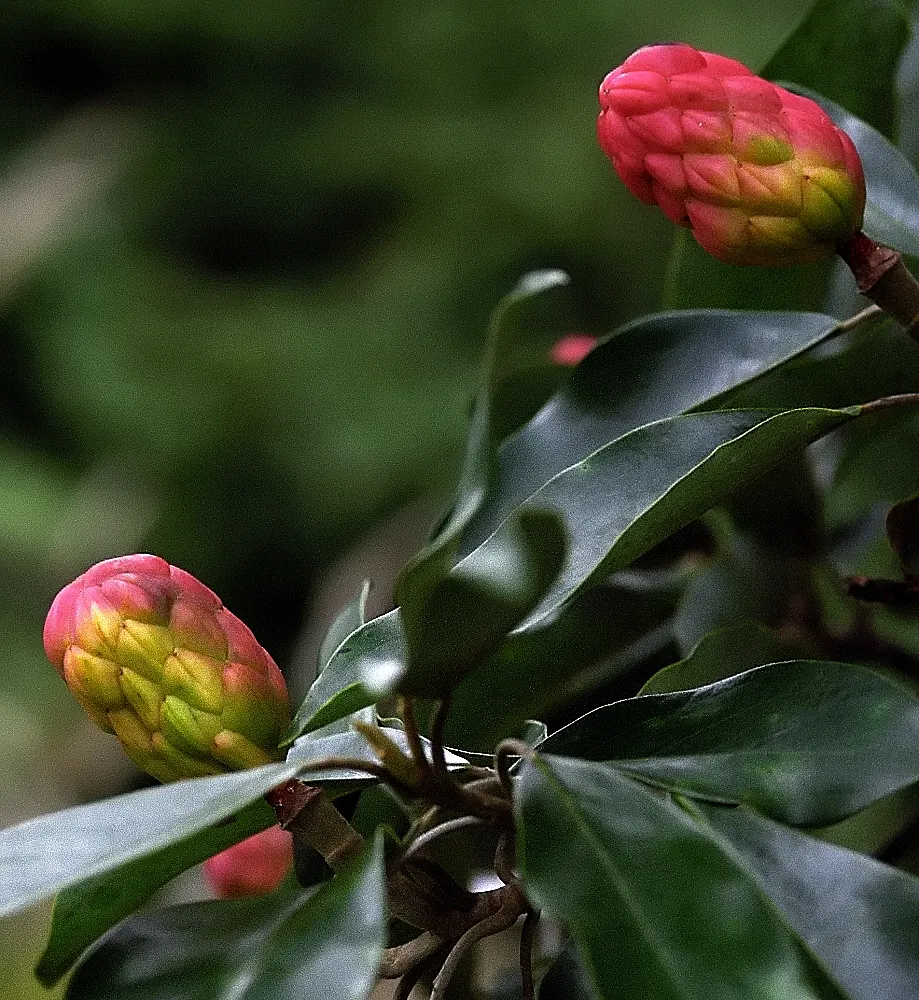 Sweetbay Magnolia (Magnolia Virginiana) — This deciduous to semi-evergreen tree