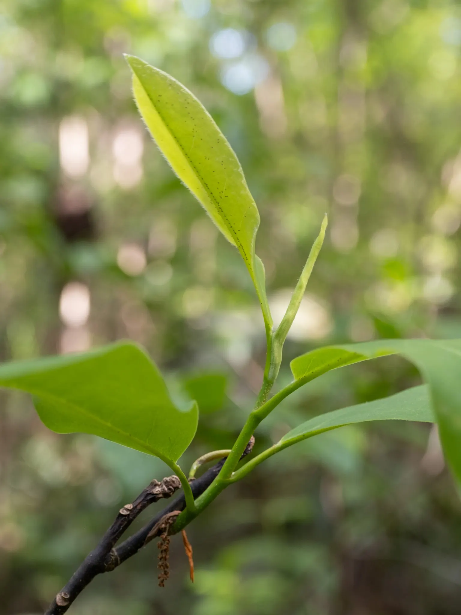 Sweetbay Magnolia (Magnolia Virginiana) — lemony scent from late spring to early summer; this deciduous to semi-evergreen tree