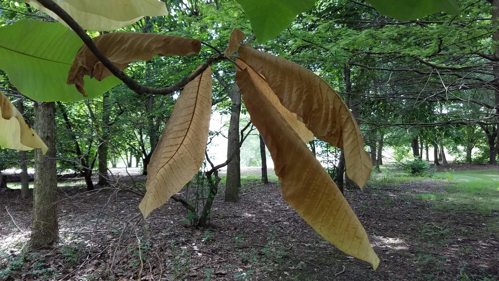 Sweetbay Magnolia (Magnolia Virginiana) — The Sweetbay Magnolia (Magnolia virginiana)