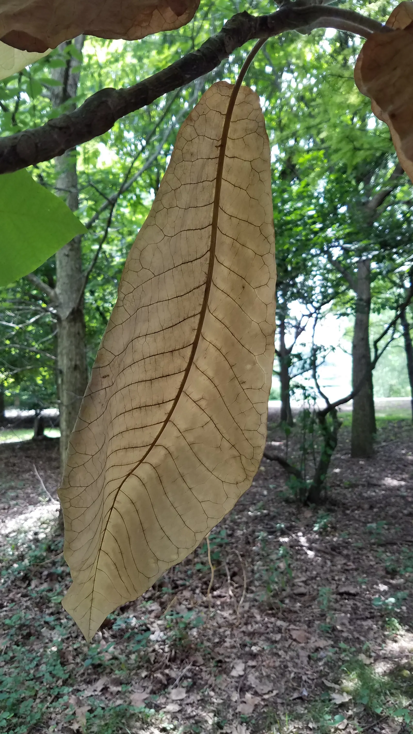 Sweetbay Magnolia (Magnolia Virginiana) — This deciduous to semi-evergreen tree; lemony scent from late spring to early summer, image 57