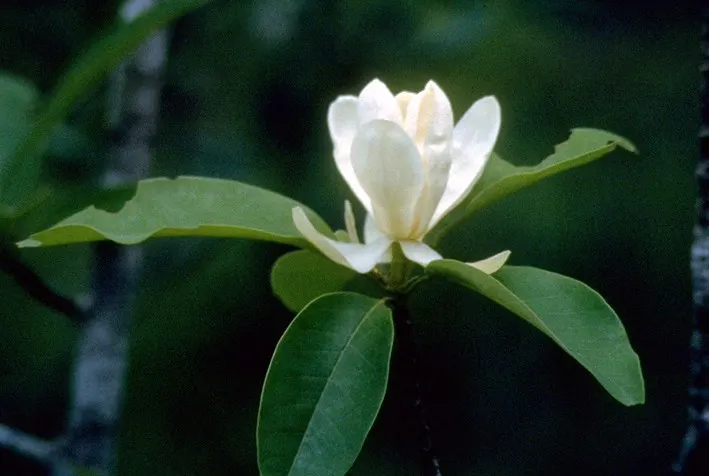Sweetbay Magnolia (Magnolia Virginiana) — white flowers in the garden