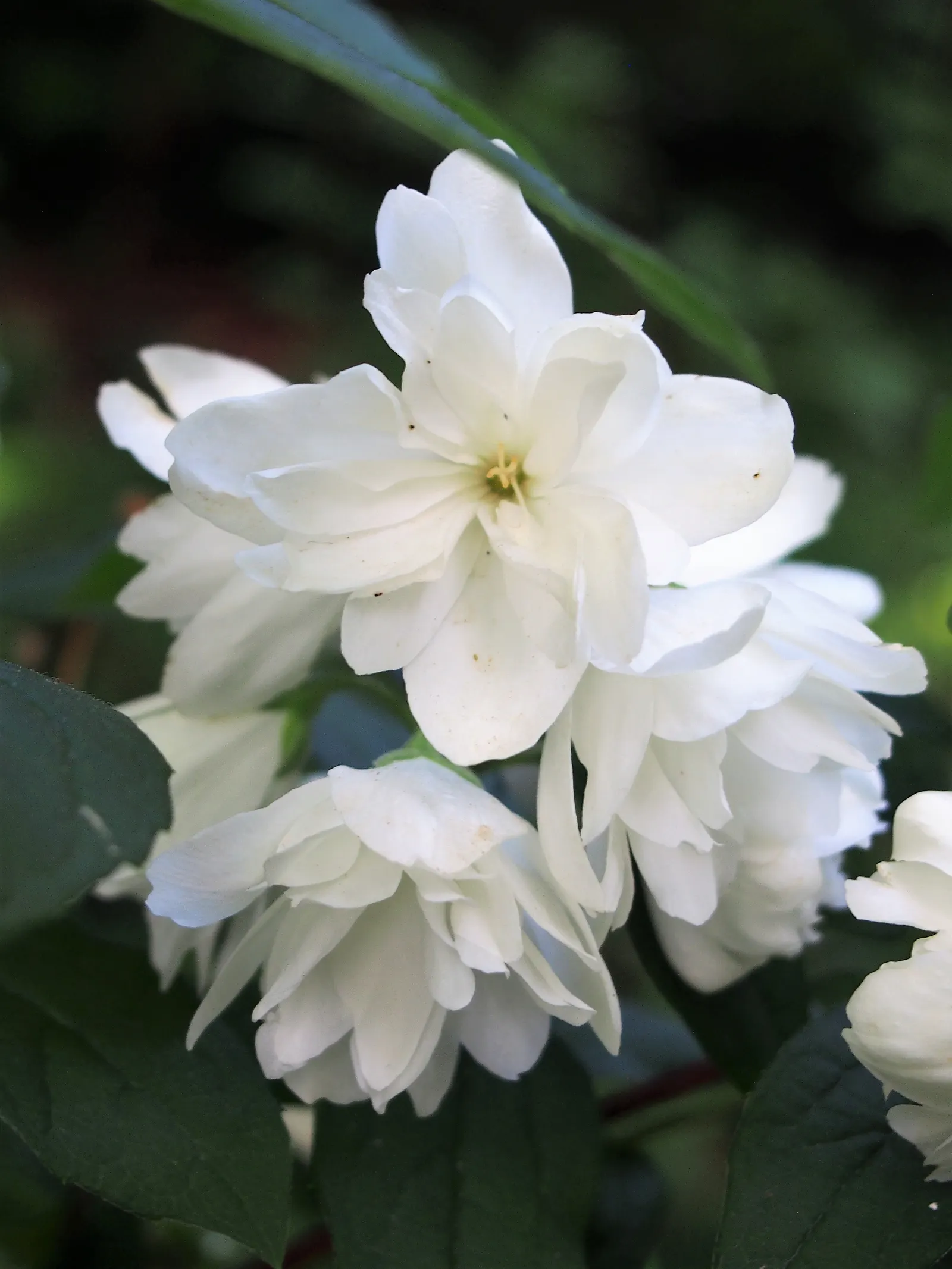 Snowbelle Mock Orange (Philadelphus 'Snowbelle') — The 'Snowbelle' Mock Orange (Philadelphus 'Snowbelle') is a deciduous shrub