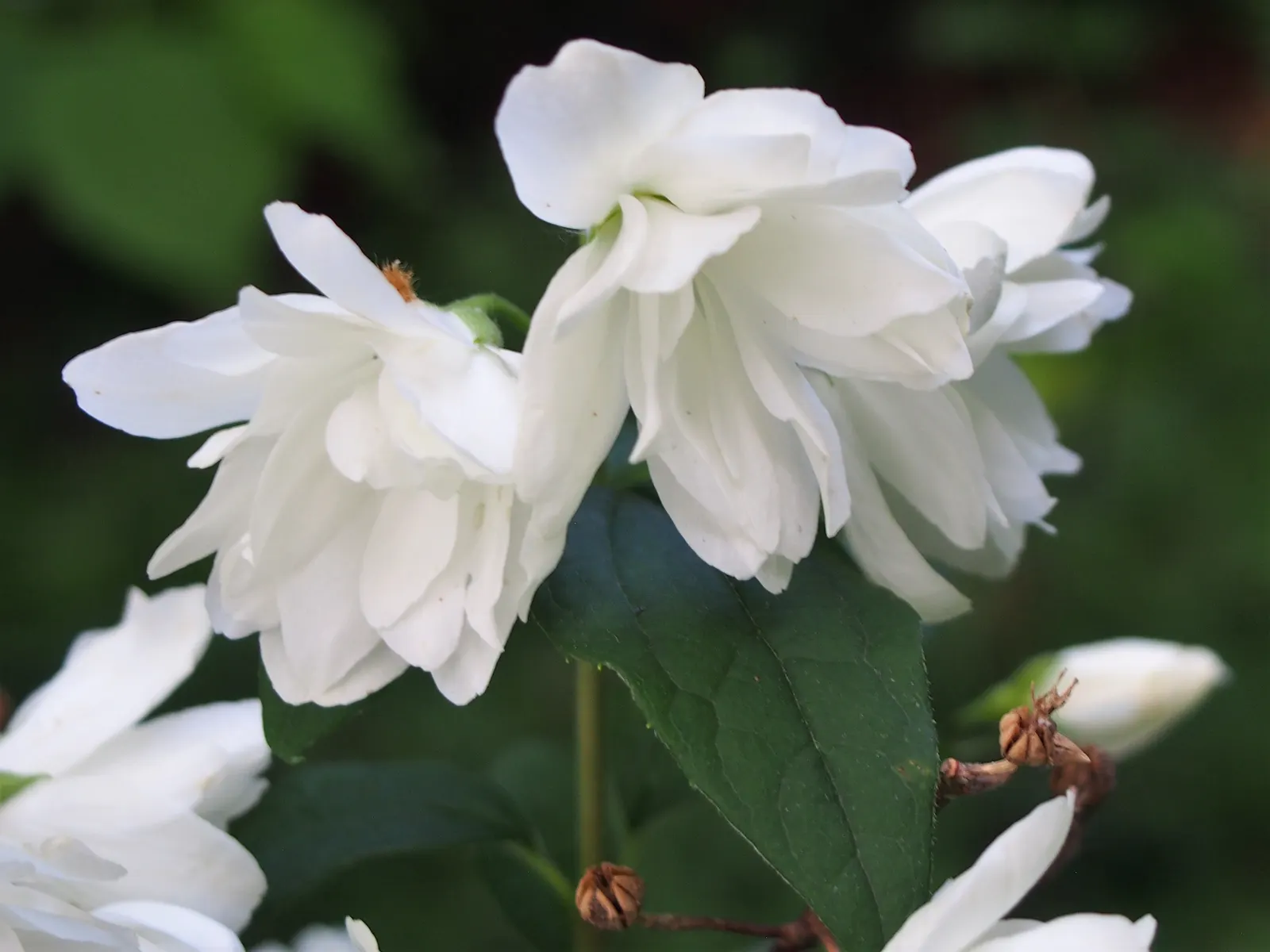 Snowbelle Mock Orange (Philadelphus 'Snowbelle') — Ideal for small gardens, this mock orange prefers full sun to partial shade and well-drained soil